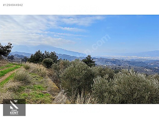 Kemalpaşa Yukarıkızılca Satılık İmar sınırında 6250m2 Zeytinlik - İZMİR KEMALPAŞA fotoğraf 11