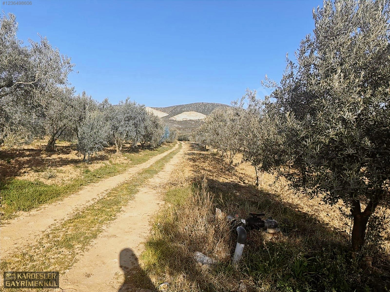 SATILIK GÖLMARMARA SALİHLİ YOLU ÜZERİNDE ASFALT ÜSTÜ ZEYTİNLİK - MANİSA AKHİSAR fotoğraf 13