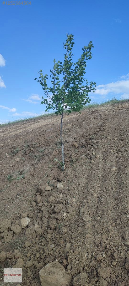 KIZDERBENT MAHALLESİNDE RESMİ YOLLU 2293 M2 SATILIK TARLA - KOCAELİ KARAMÜRSEL fotoğraf 2
