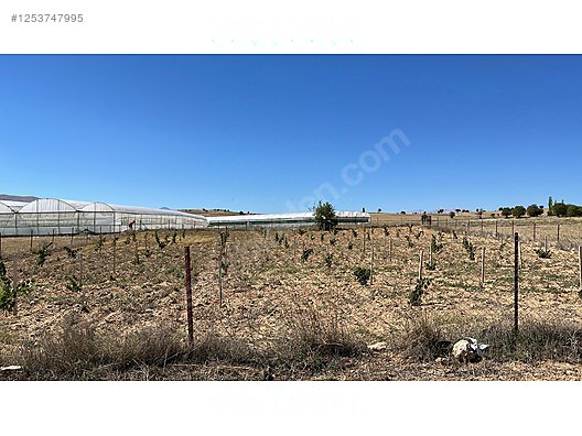 Antalya Elmalı Bozhüyük Mahallesinde SATILIK 3 1.588 m² yaşında üzüm bağı  - ANTALYA ELMALI fotoğraf 3