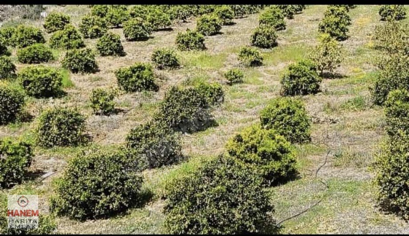 HANEM HARİTA EMLAK TAN SATILIK NARENCİYE BAHÇESİ - ANTALYA KUMLUCA fotoğraf 12