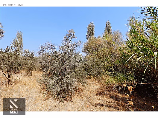 Kemalpaşa Aşağıkızılca Satılık 615 m2 Zeytinlik - İZMİR KEMALPAŞA fotoğraf 11