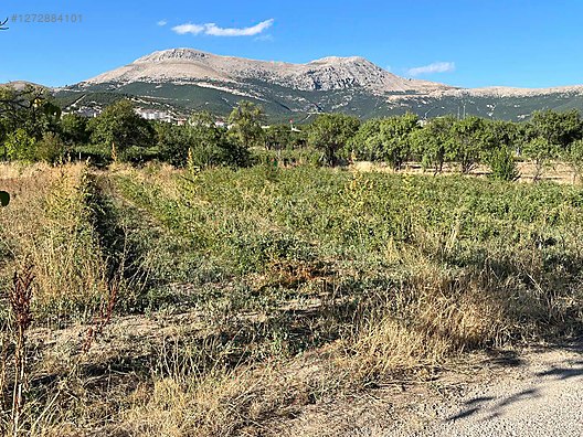GÖNEN'DE İMARA YAKIN GÜL BAHÇESİ - ISPARTA GÖNEN fotoğraf 3