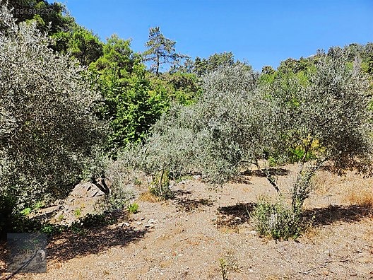 AHIRTAŞ'TA ORMANA SIFIR 4.065 m² TEK TAPU TARLA VE AHŞAP EV İLE - ANTALYA DÖŞEMEALTI fotoğraf 8