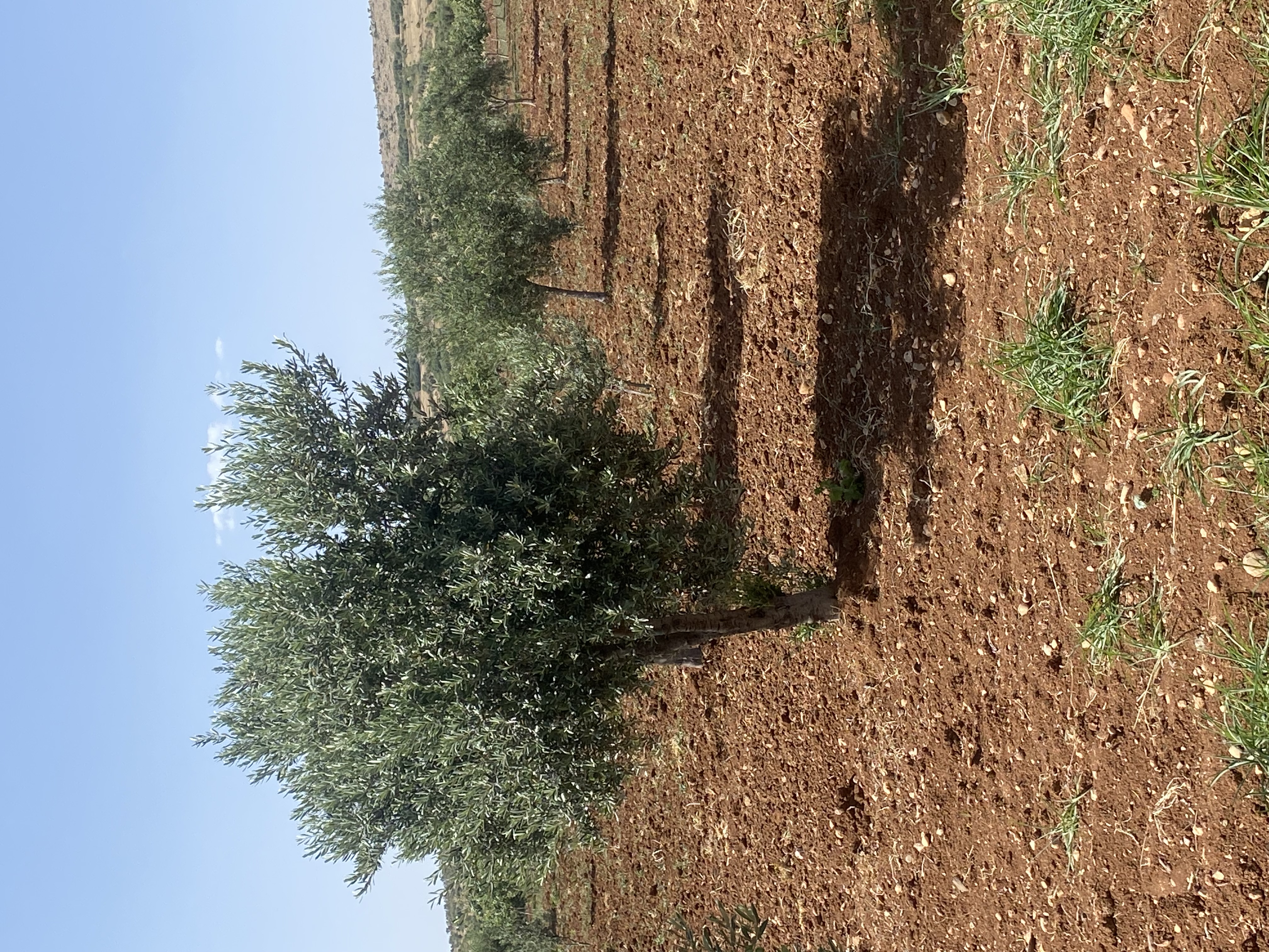 SATILIK 150 AĞAÇ ZEYTİNLİK  - KİLİS MERKEZ fotoğraf 22