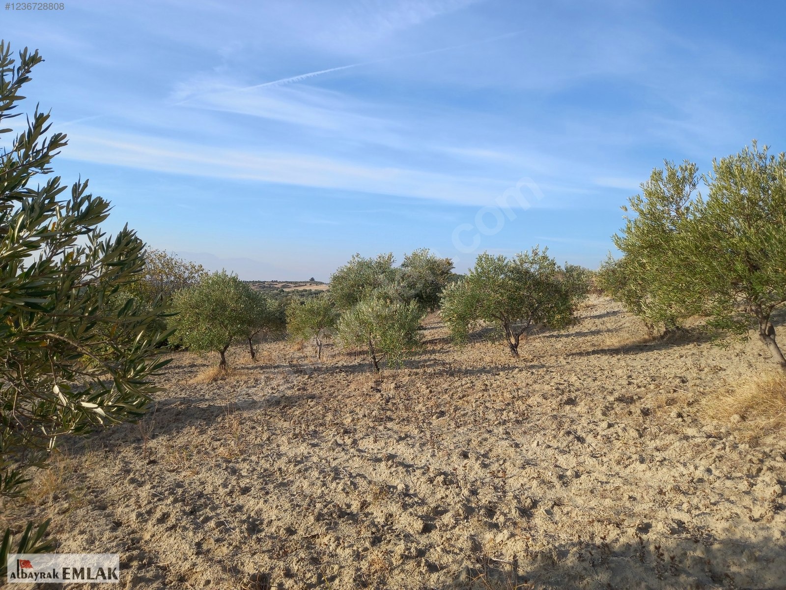 SARUHANLI HACIMUSA DA SATILIK 8.000 M2 ZEYTİNLİK 1.700.000 TL - MANİSA SARUHANLI fotoğraf 17