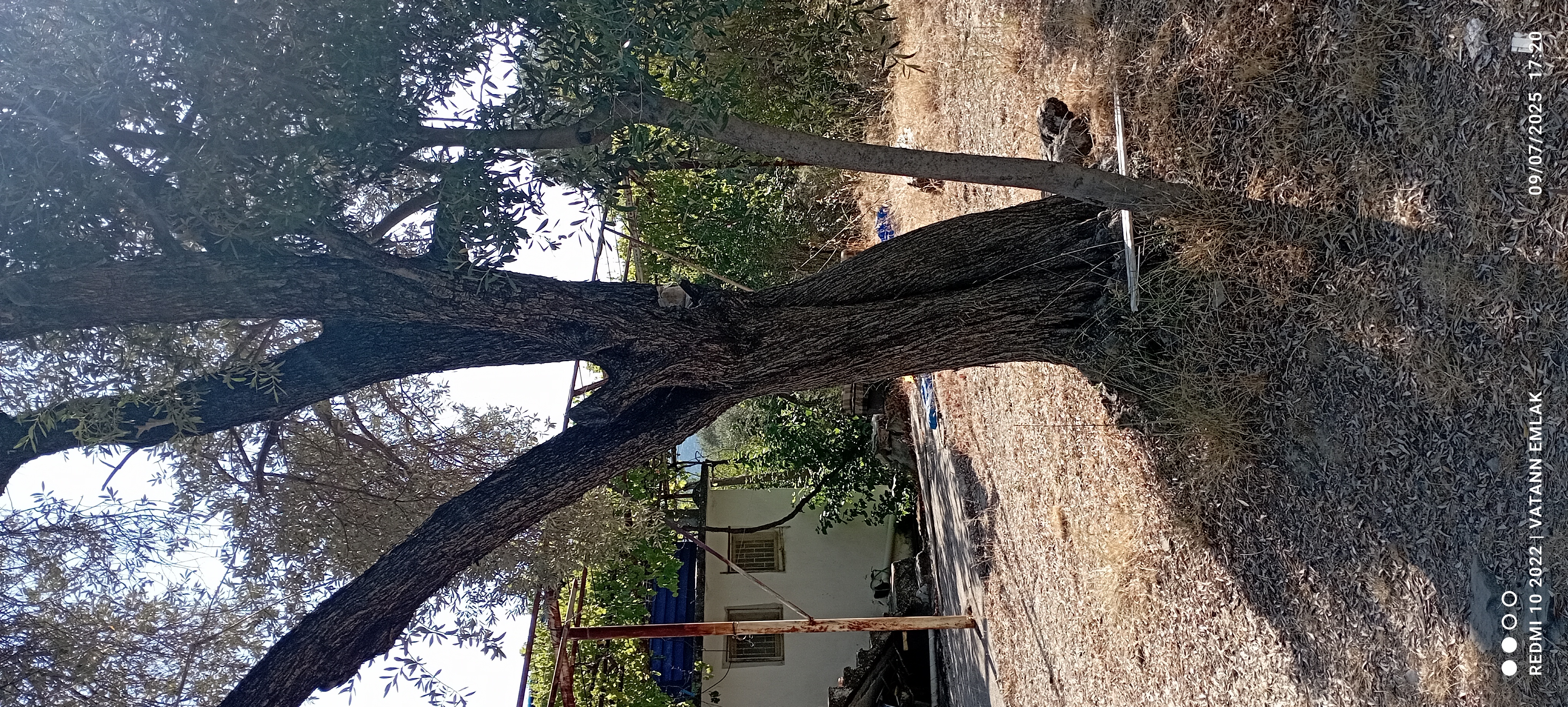 Satılık zeytin bahçesi ve betanerme tapuya kayıtlı ev - MUĞLA SEYDİKEMER fotoğraf 7