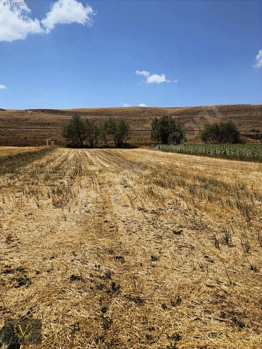 PINARBAŞIN DA ANA YOLA 50 METRE SULU TARLA - KAYSERİ PINARBAŞI fotoğraf 2
