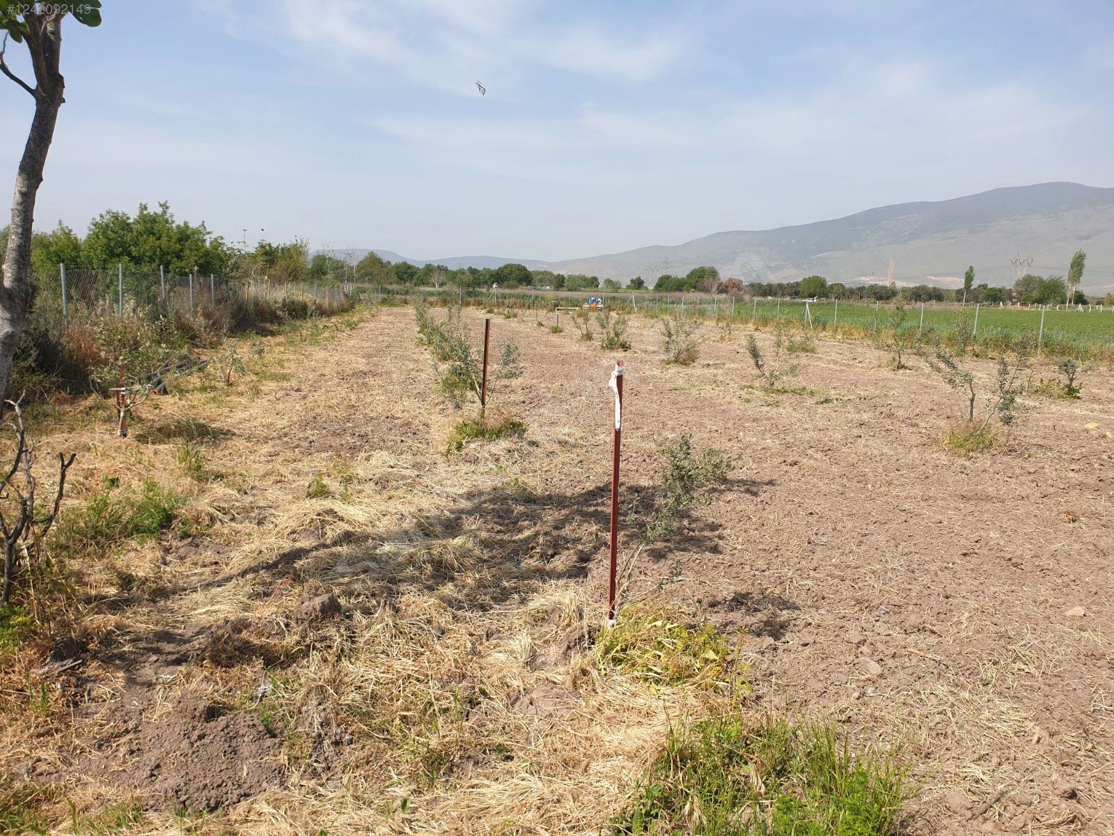 İZMİR-ALİAĞA-HAYRETTİN PAŞA  MAHALLESİ’NDEKİ TARLANIN 2.290 M²Sİ SATILIKTIR - İZMİR ALİAĞA fotoğraf 4