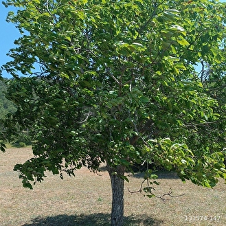 ORMAN İÇİNDE ARAZİ - BOLU GÖYNÜK fotoğraf 4