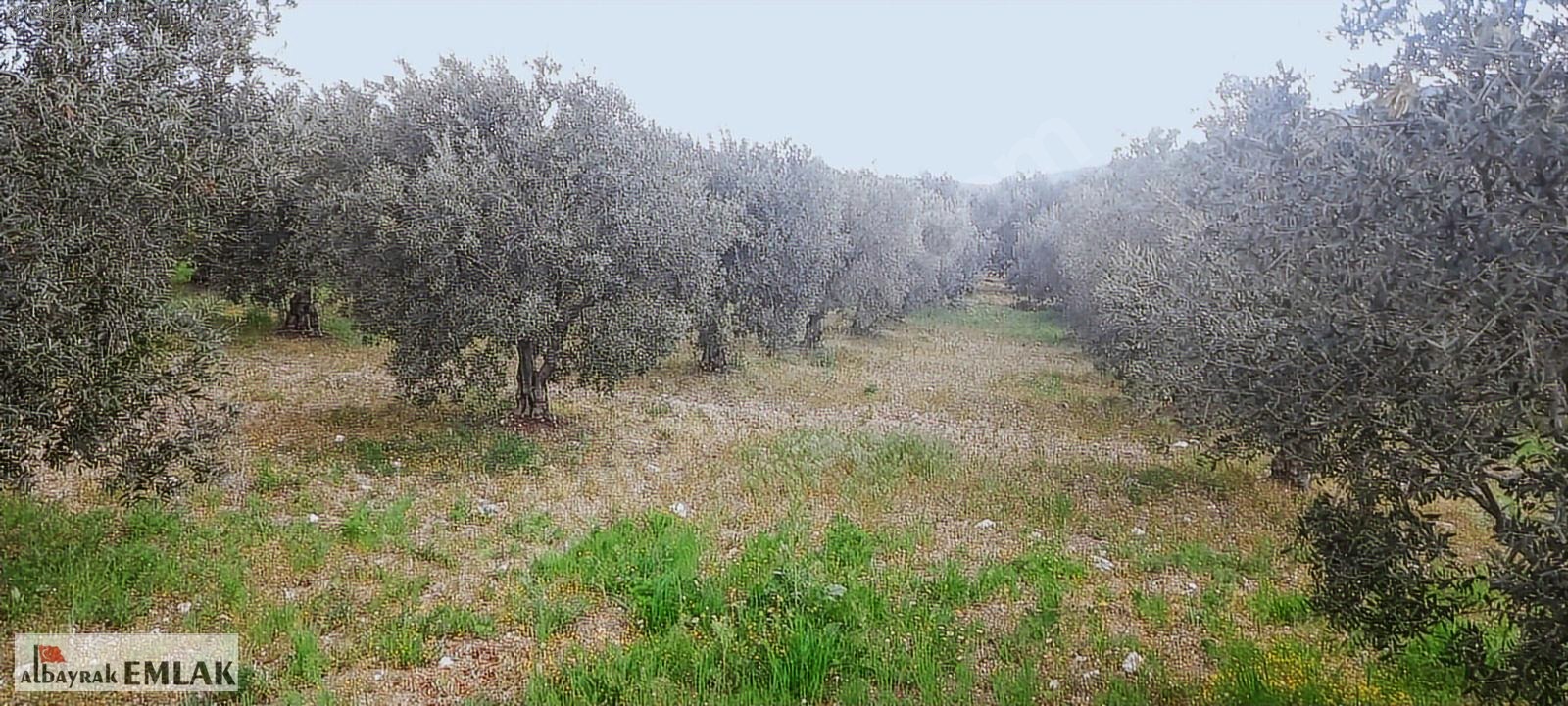 AKHİSAR RAHMİYE DE KÖYE YAKIN 3.DÖNÜM ZEYTİNLİK 1.500.000 TL - MANİSA AKHİSAR fotoğraf 16