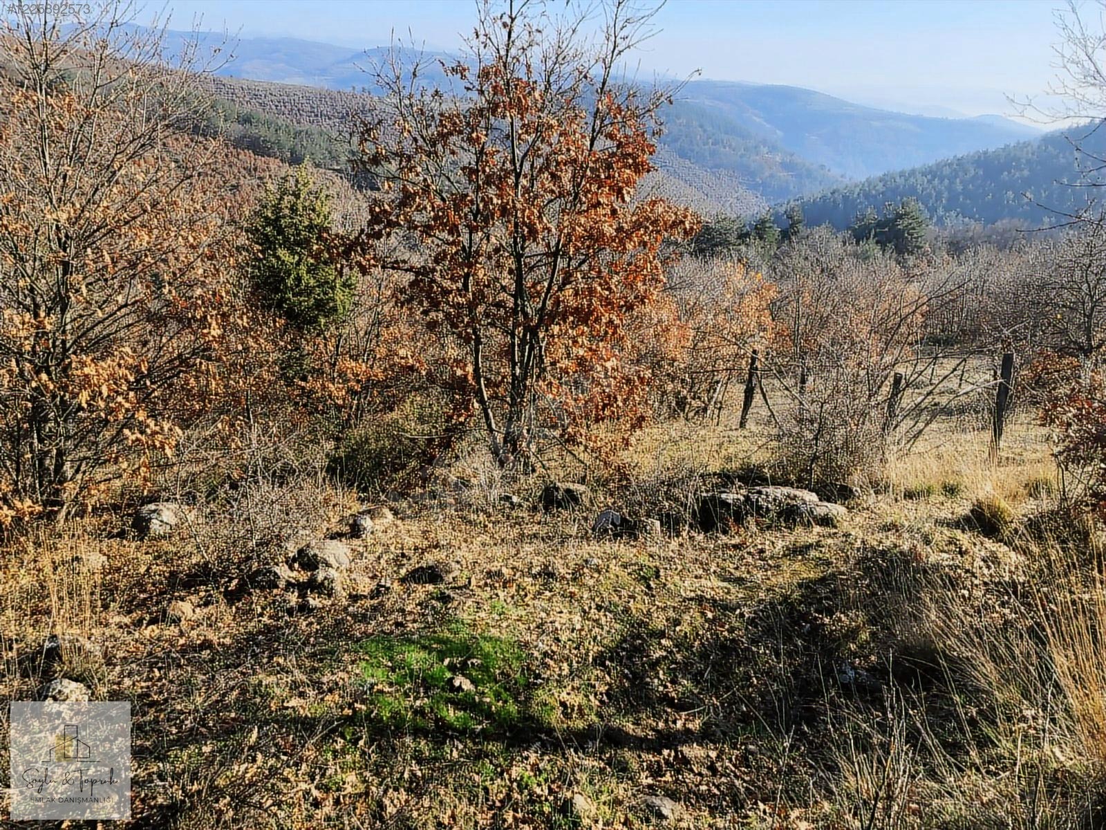 İZNİK MECİDİYE KESTANELİK MEVKİİ TARLA BAG BAHCE - BURSA İZNİK fotoğraf 2