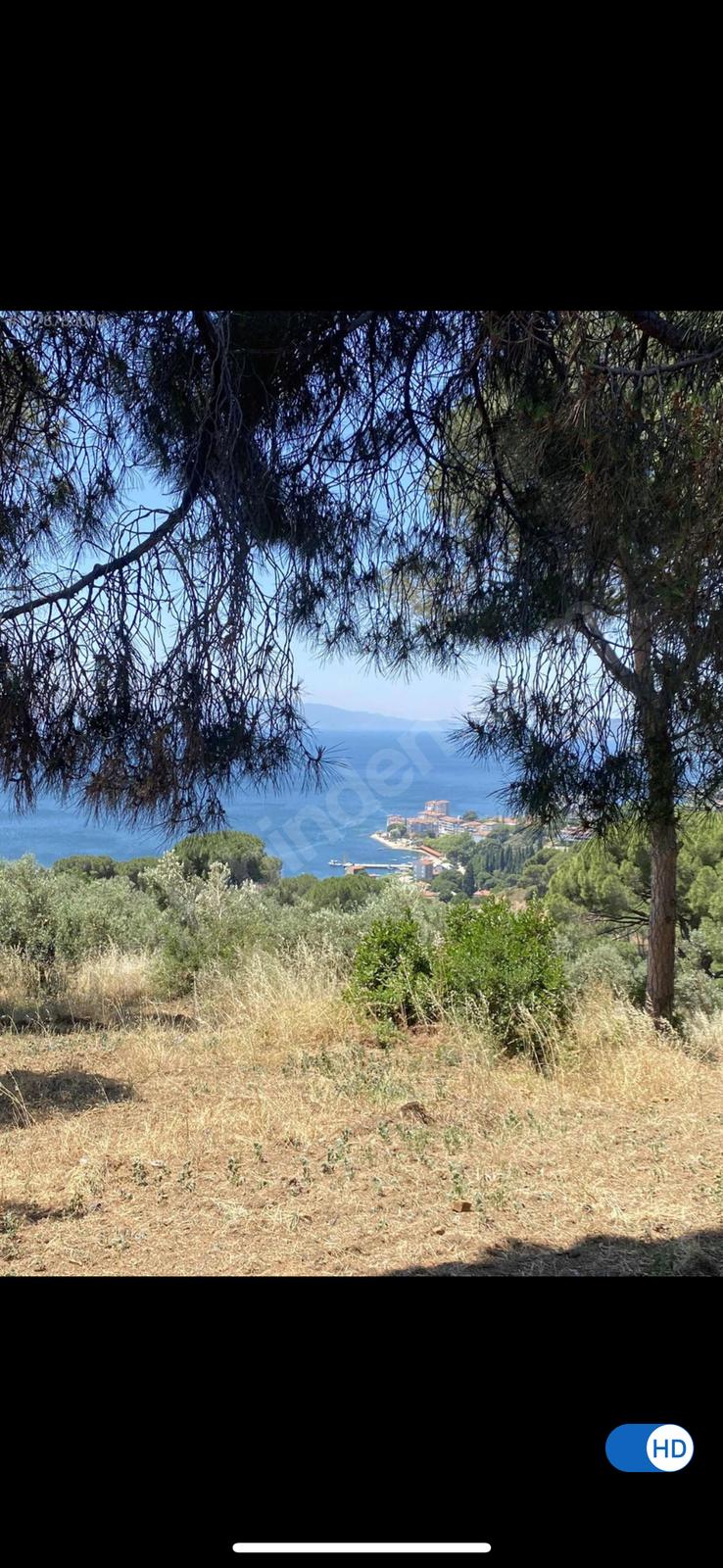 Bursa Gemlik Karacaali mahallesi satılık zeytinlik - BURSA GEMLİK fotoğraf 2