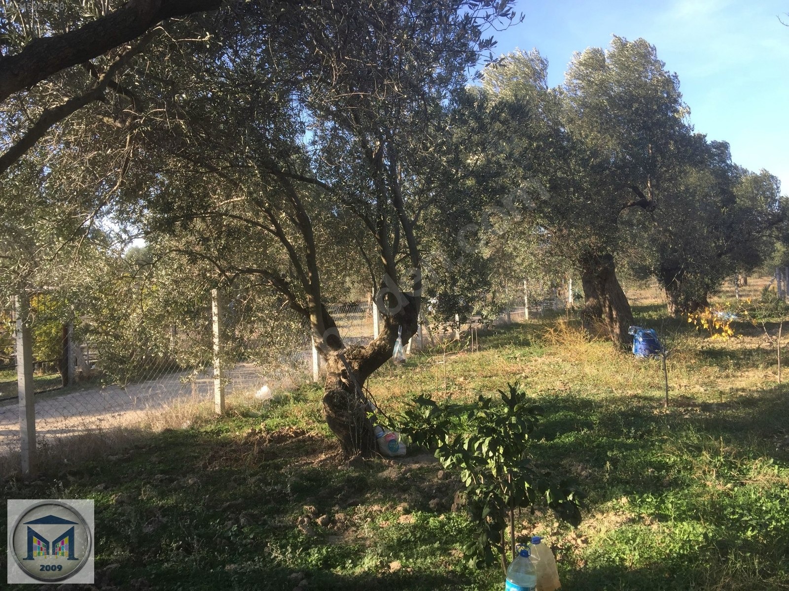 HAVRAN İNÖNÜ KÖYÜNDE 1600 M2 SATILIK ZEYTİNLİK - BALIKESİR HAVRAN fotoğraf 7