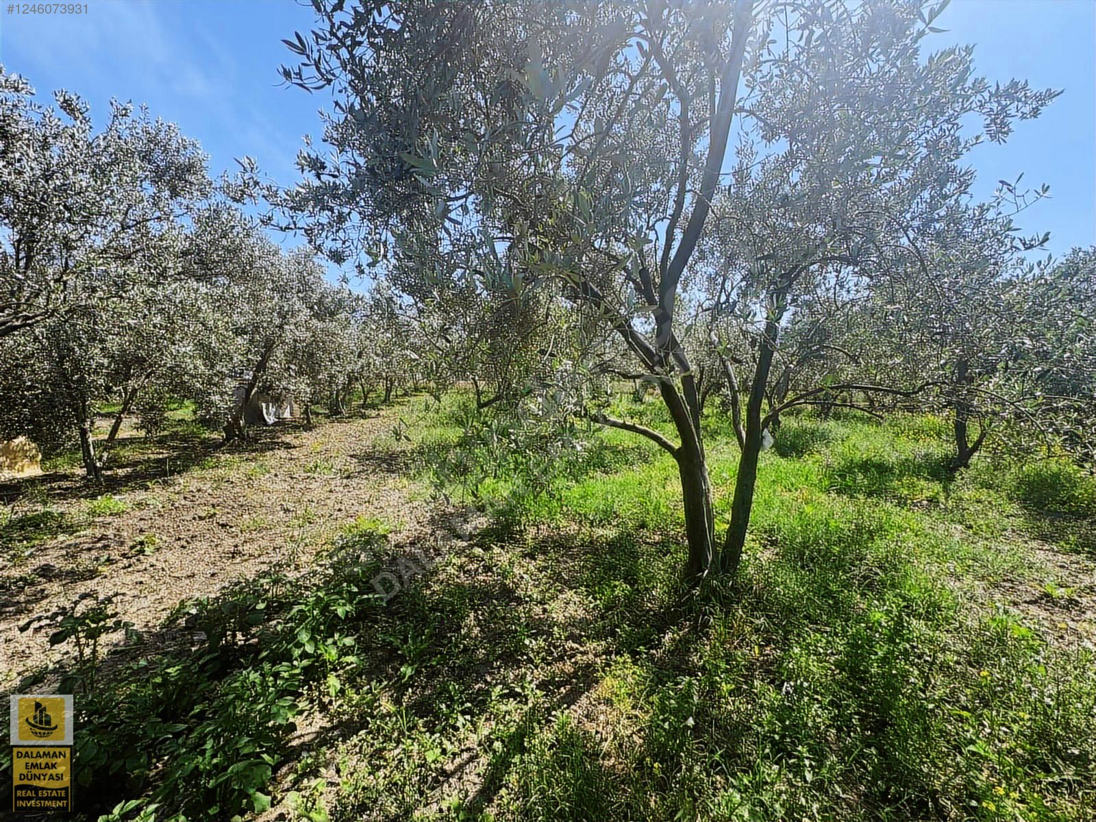 DALAMAN EMLAK DÜNYASINDAN FETHİYE GÜNLÜK BAŞINDA SATILIK TARLA - MUĞLA FETHİYE fotoğraf 11