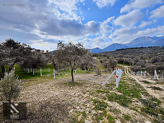 Kemalpaşa Vişneli Satılık 370 m2 Bahçe Elektrik Su Yol - İZMİR KEMALPAŞA fotoğraf 40