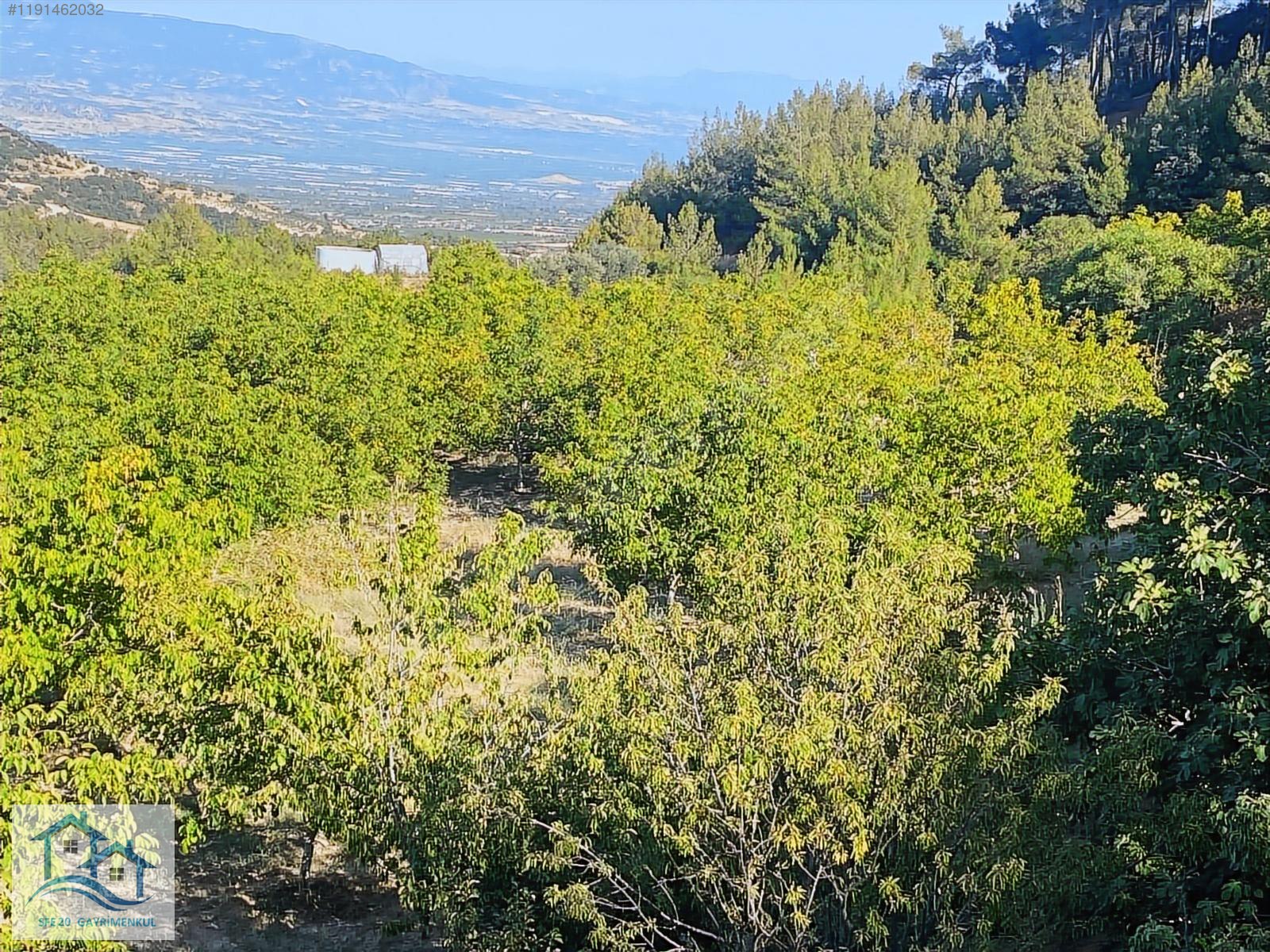 BULDAN BURSA MAHALLESİNDE SATILIK 9088 m2 CEVİZ BAHÇESİ - DENİZLİ BULDAN fotoğraf 3