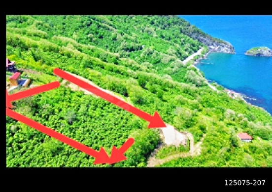perşembe ramazan mahallesinde satılık imarlı 1515m2 fındık bahçesi. - ORDU PERŞEMBE fotoğraf 6