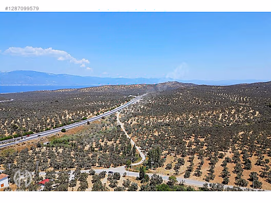 HAS EMLAK tan EGE nin İNCİSİ PELİTKÖY DE ZEYTİNLİK - BALIKESİR BURHANİYE fotoğraf 28