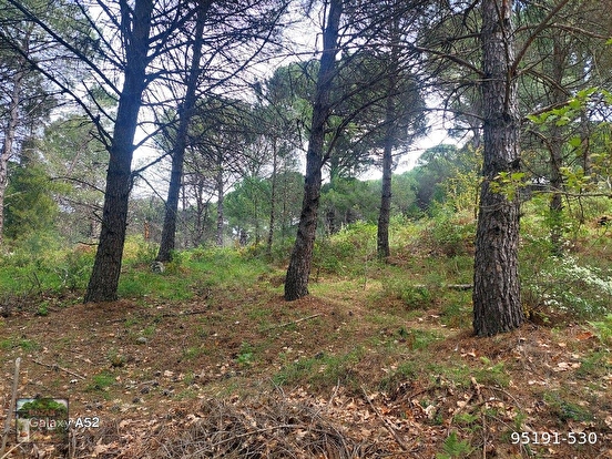 BERGAMA KOZAK YAYLASI YUKARIBEY MAH DE BERGAMA AYVALIK ANA YOL KENARI 2410 m2 FI - İZMİR BERGAMA fotoğraf 3
