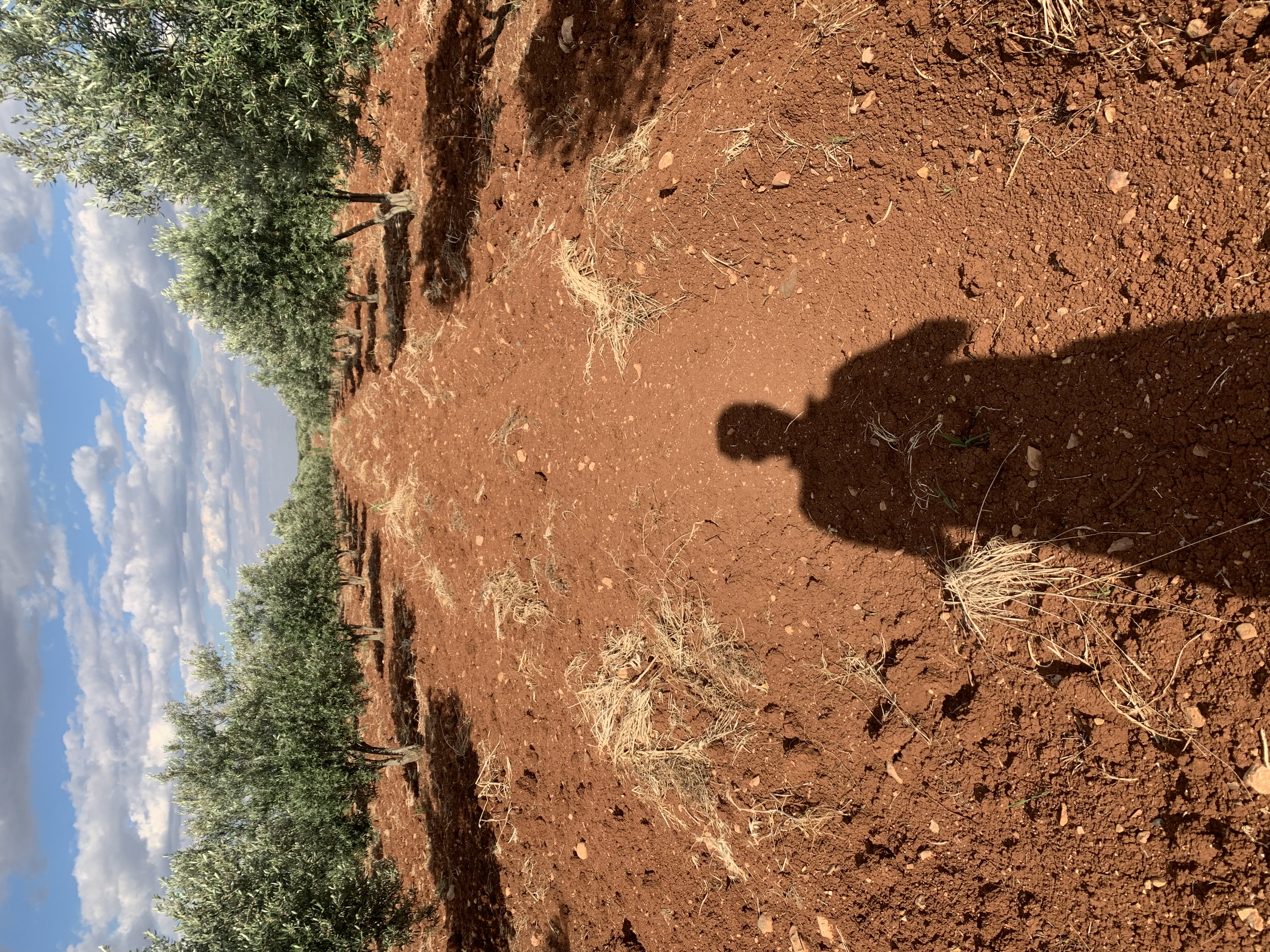 SATILIK 150 AĞAÇ ZEYTİNLİK  - KİLİS MERKEZ fotoğraf 3