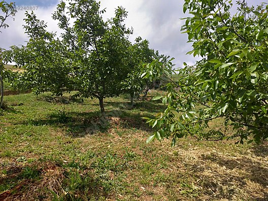 BURSA KARACABEY KARAKOCA KÖYÜNDE 2.000  M² TARLA SATILIKTIR - BURSA KARACABEY fotoğraf 7