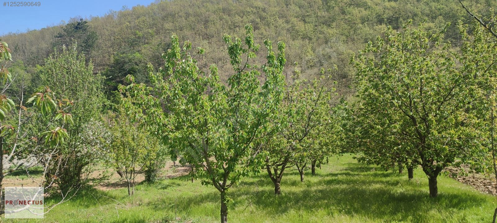 YÖRÜKLER MAHALLESİNDE RESMİ YOLA CEPHE 1186 M2 KİRAZ BAHÇESİ - BURSA İZNİK fotoğraf 10