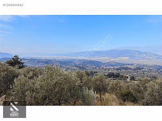 Kemalpaşa Yukarıkızılca Satılık İmar sınırında 6250m2 Zeytinlik - İZMİR KEMALPAŞA fotoğraf 12