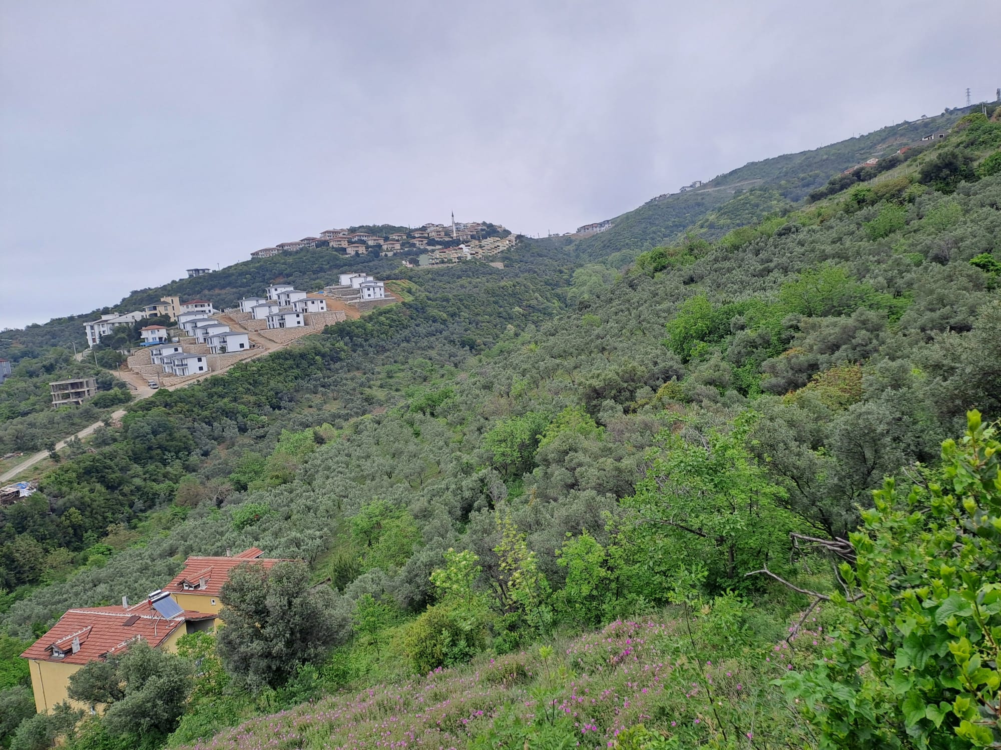 Esenköy denizve orman manzaralı - YALOVA ÇINARCIK fotoğraf 15