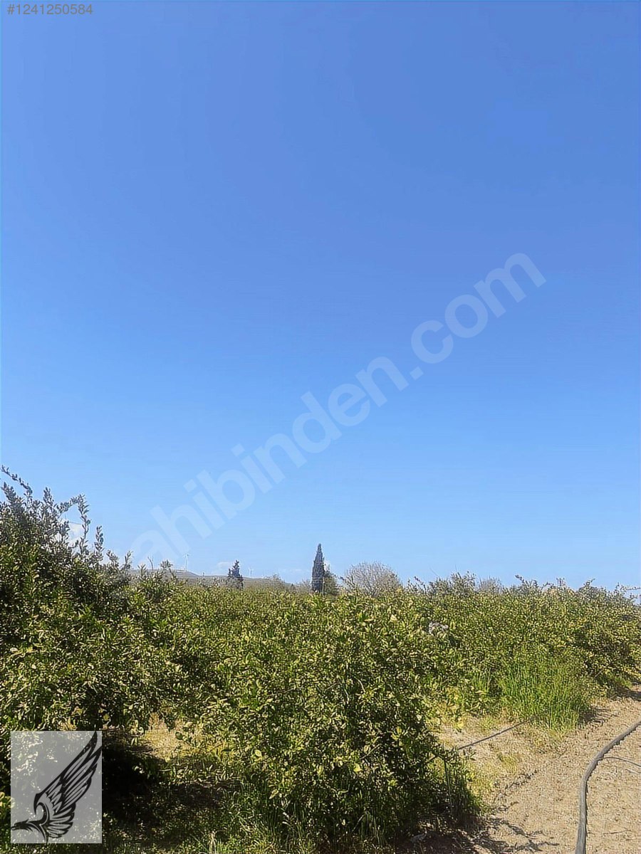 Seferihisar camikebir mh 3500 m2 cift cepheli mandalina bahçesi - İZMİR SEFERİHİSAR fotoğraf 3