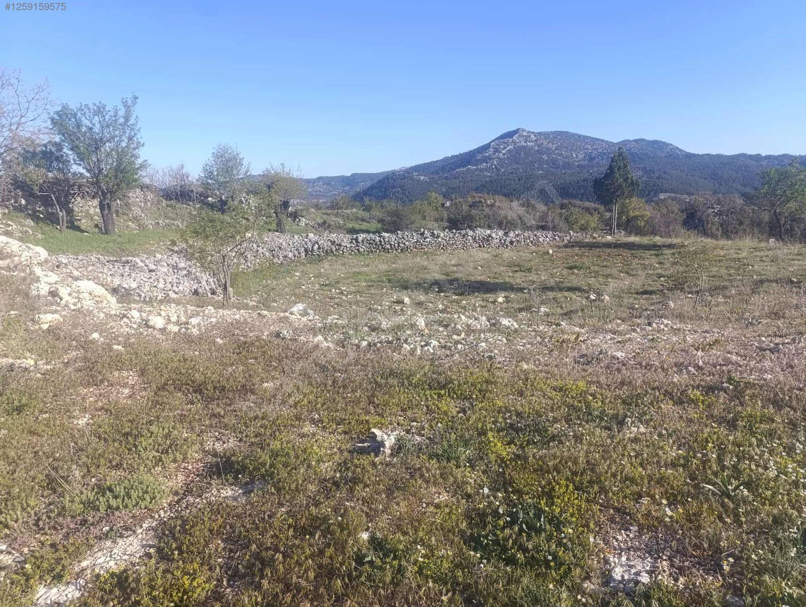 Badem bahçesi işlenmiş yeri   Mersin / Gülnar / Göktürk Mh. 801M²  - MERSİN GÜLNAR fotoğraf 7