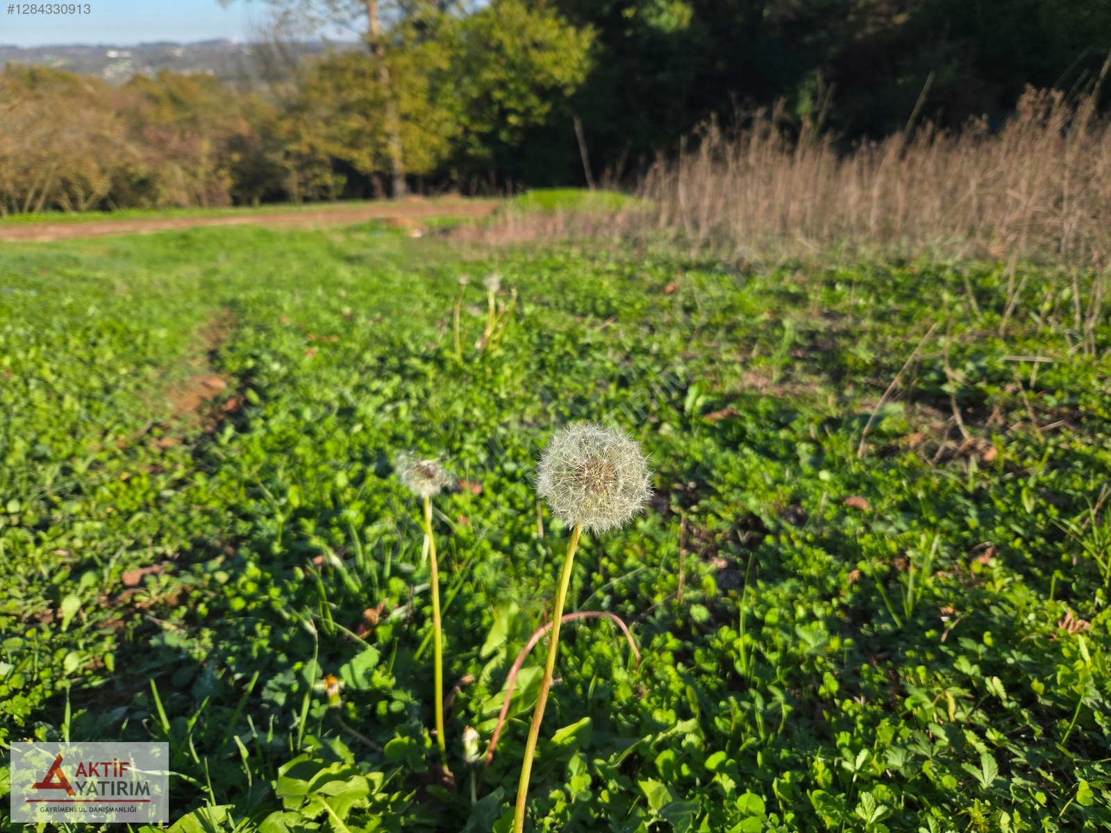 SAKARYA KAYNARCA CEBEK 2786 M2 KARE ORMANA CEPHELİ RESMİ YOLLU - SAKARYA KAYNARCA fotoğraf 19
