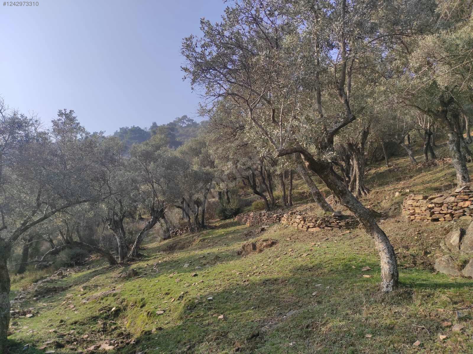 İZMİR BAYINDIR ÇENİKLER KÖYÜNDE 854 M² ZEYTİNLİK  SATILIKTIR - İZMİR BAYINDIR fotoğraf 19