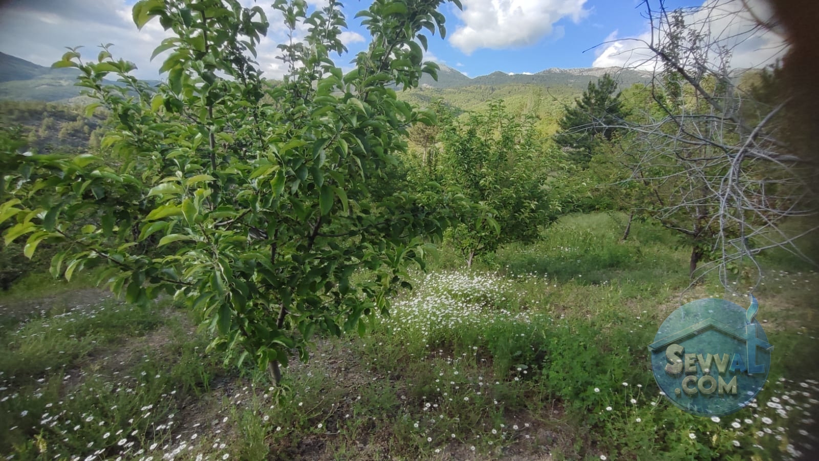 KÜTAHYA ŞAPHANE SUBAŞI'NDA SATILIK 2249m² BAHÇE - Kütahya Şaphane fotoğraf 22