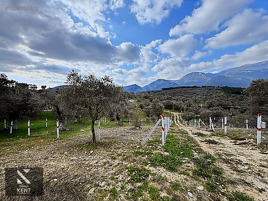 Kemalpaşa Vişneli Satılık 370 m2 Bahçe Elektrik Su Yol - İZMİR KEMALPAŞA fotoğraf 2