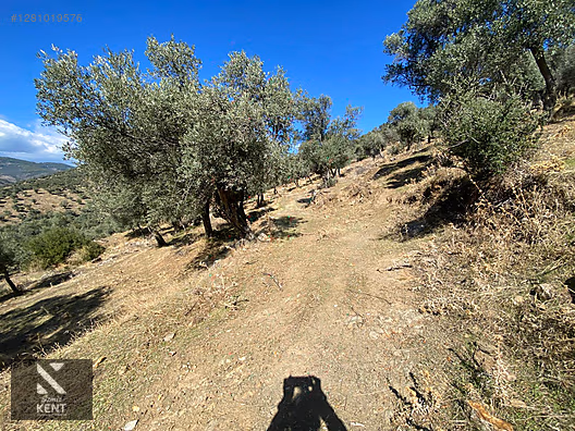 Bayındır Yusuflu Satılık 6050 m2 Zeytinlik Tek Tapu - İZMİR BAYINDIR fotoğraf 16