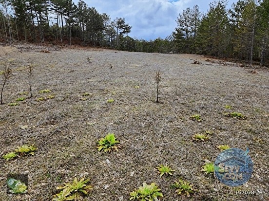 🚨 KÜTAHYA / ALTINTAŞ'TA DOĞANIN İÇİNDE 4800 M2 ARAZİ 🚨 - KÜTAHYA ALTINTAŞ fotoğraf 7