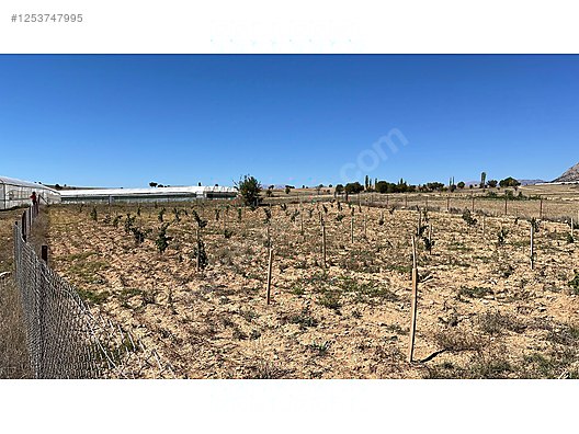 Antalya Elmalı Bozhüyük Mahallesinde SATILIK 3 1.588 m² yaşında üzüm bağı  - ANTALYA ELMALI fotoğraf 4