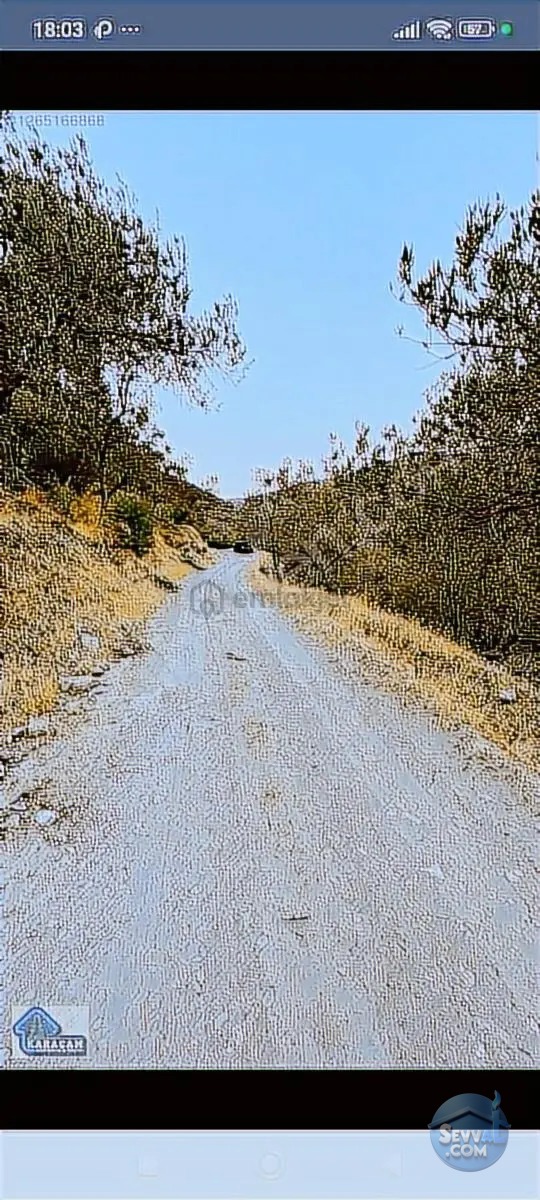 Burhaniye Kuyucakta Acil Satılık Zeytinlik - BALIKESİR BURHANİYE fotoğraf 8