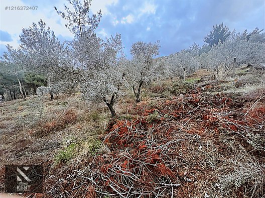 Kemalpaşa Armutlu Hürriyet Mah. Satılık 1.950 m2 Bahçe - İZMİR KEMALPAŞA fotoğraf 2