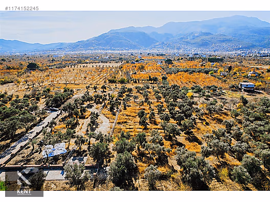 Kemalpaşa Sekiz Eylül Merkeze Yakın Satılık 3440 m2 Zeytinlik - İZMİR KEMALPAŞA fotoğraf 45
