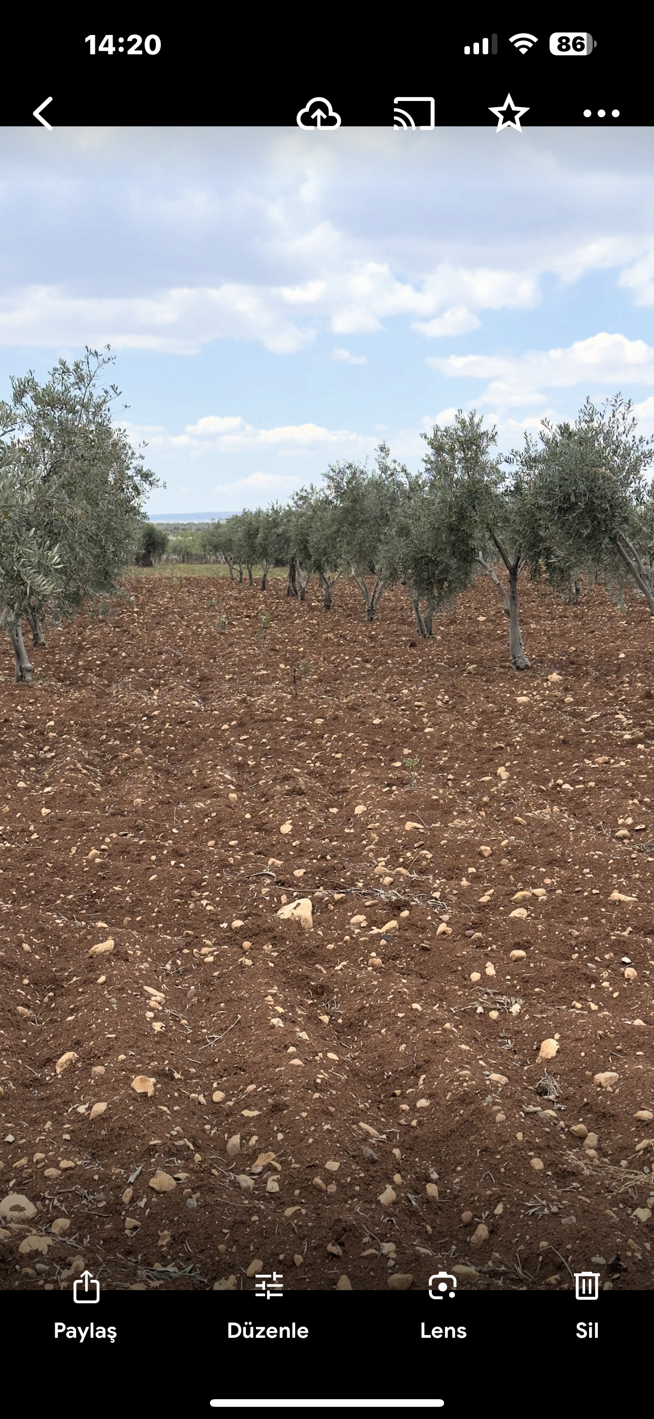 ÖZGÜRoğluEMLAK,tan SATILIK ZEYTİNLİK  - KİLİS MERKEZ fotoğraf 2