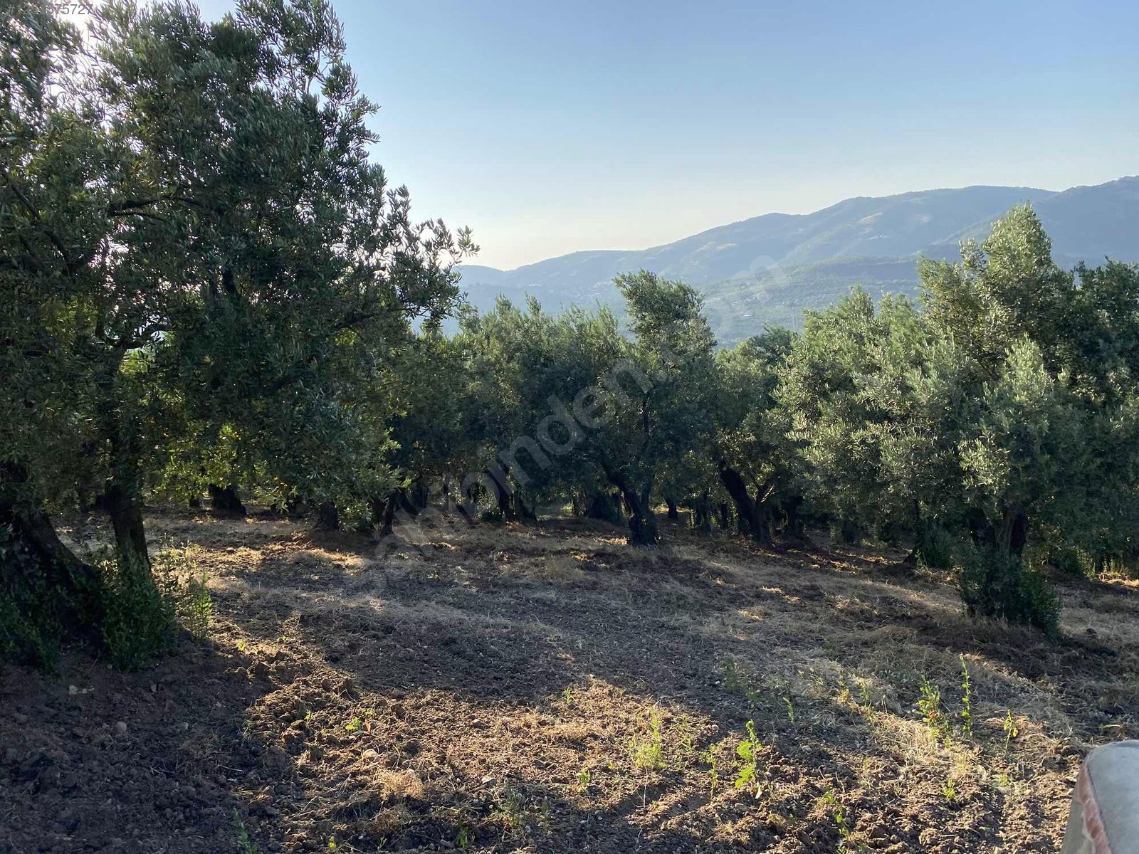 BURSA MUDANYA DEREKÖY KÖYÜNDE 3.673 M² ZETİNLİK SATILIKTIR. - BURSA MUDANYA fotoğraf 15