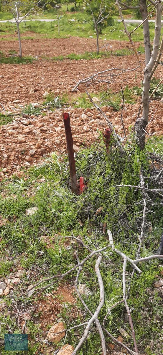 ACIPAYAM YASSIHÜYÜKTE SATILIK 4400 M2 ARSA - DENİZLİ ACIPAYAM fotoğraf 3