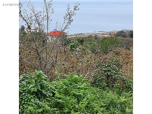 TİREBOLU KÖRLİMAN MAHALLESİNDE DENİZ MANZARALI SATILIK BAHÇE - GİRESUN TİREBOLU fotoğraf 5