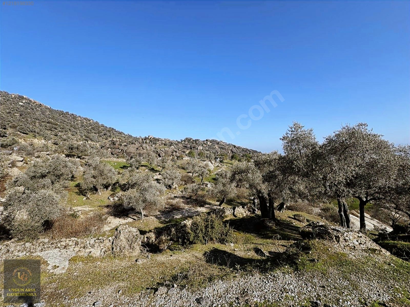 AYDIN KARPUZLU MERKEZ'DE 21.050 M2 ANA YOLA CEPHE ZEYTİNLİK - AYDIN KARPUZLU fotoğraf 28