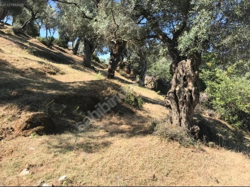 İZMİR BAYINDIR ÇENİKLER  KÖYÜNDE 836 M² ZEYTİNLİK  SATILIKTIR - İZMİR BAYINDIR fotoğraf 4