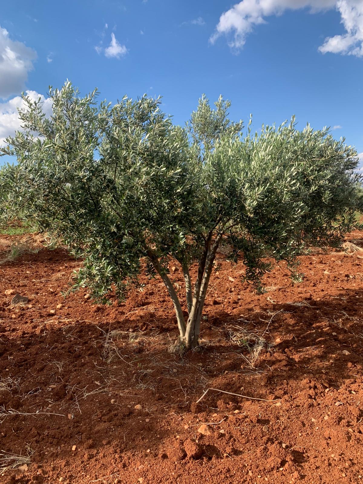 SATILIK 150 AĞAÇ ZEYTİNLİK  - KİLİS MERKEZ fotoğraf 19