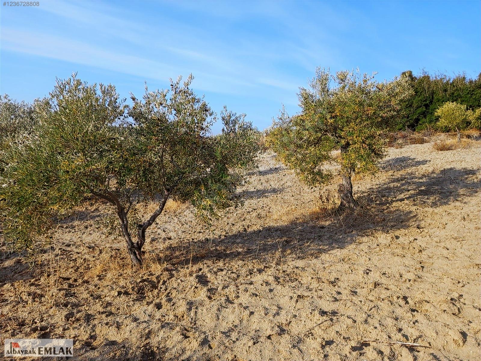 SARUHANLI HACIMUSA DA SATILIK 8.000 M2 ZEYTİNLİK 1.700.000 TL - MANİSA SARUHANLI fotoğraf 20