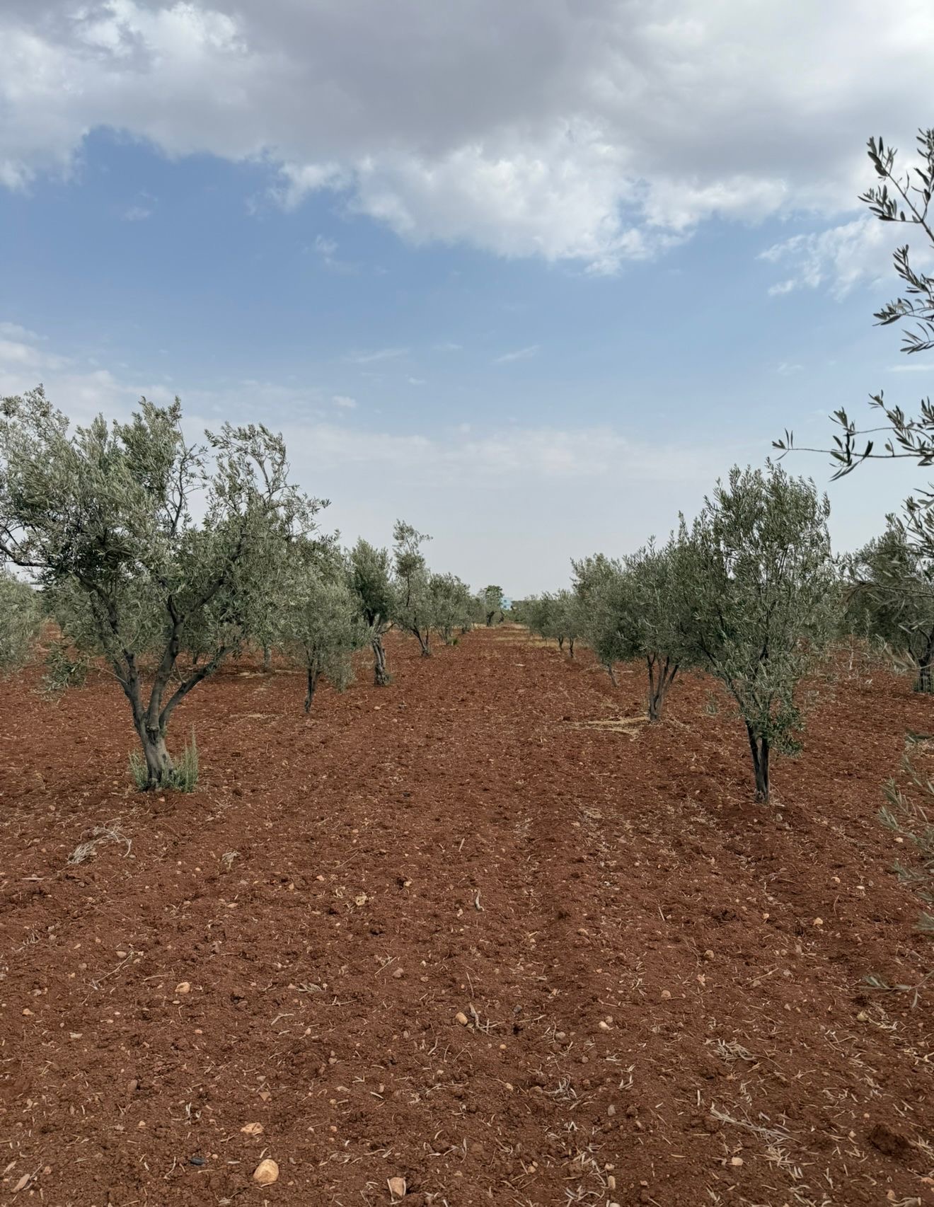 SATILIK 120 AĞAÇ ZEYTİNLİK - KİLİS MERKEZ fotoğraf 13